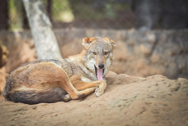 Zunge herausstrecken Tier schwarzer Rücken Schakal Tierwelt Goldschakal