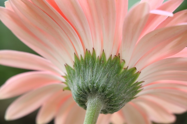 Zurück von der schönen Farbe der Gerbera-Rosablume im Naturhintergrund