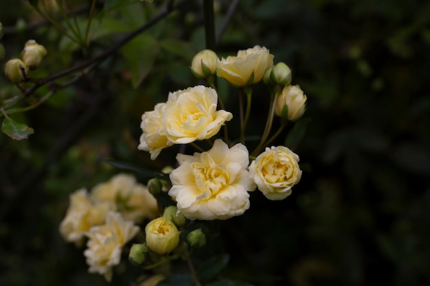 Zurückhaltende gelbe Rosen auf einem dunklen smaragdgrünen Hintergrund Lady Banks Rose nur Banks Rose oder Rosa Banksiae a ...