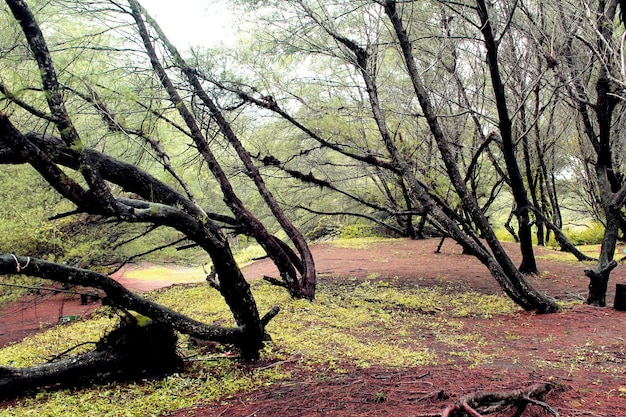 Zusammenfassung des Pinienwaldes in Yogyakarta, Goa Cemara Beach