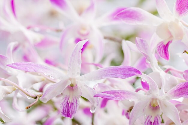 Zusammenfassung unscharfer Hintergrund von weißen purpurroten Orchideen, Dendrobium.