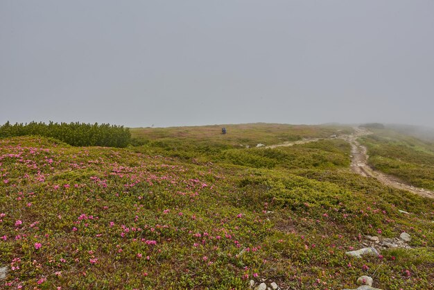 Zusammengesetzter Landschaftszaun nahe der Querstraße auf Hangwiese in den Bergen