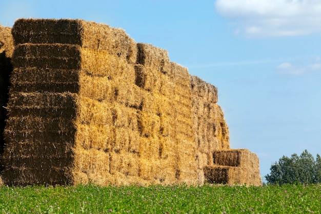 Zusammengestapelt in einem hohen Haufen gestapelten Strohhalms von quadratischer Form wird es auf dem Territorium eines landwirtschaftlichen Feldes gelagert, einer Sommerlandschaft mit blauem Himmel