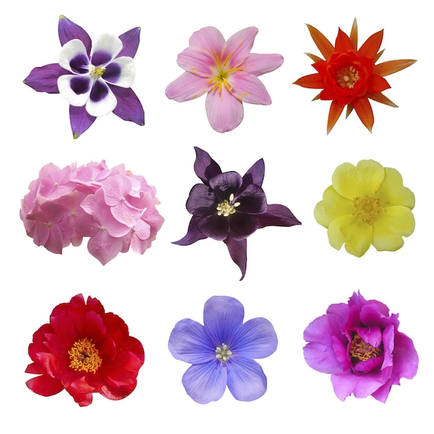 Zusammensetzung der Blumen Violette Blume von Aquilegia, gelbe Portulaca oleraceae, rote Kaktusblume, weiße und rote Pfingstrose, rosa Hortensie, blaue Hepatica nobilis, rosa Lilie auf isoliertem Hintergrund.