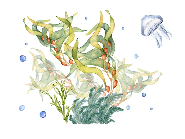 Zusammensetzung der bunten Seepflanzen-Aquarellillustration lokalisiert auf Weiß