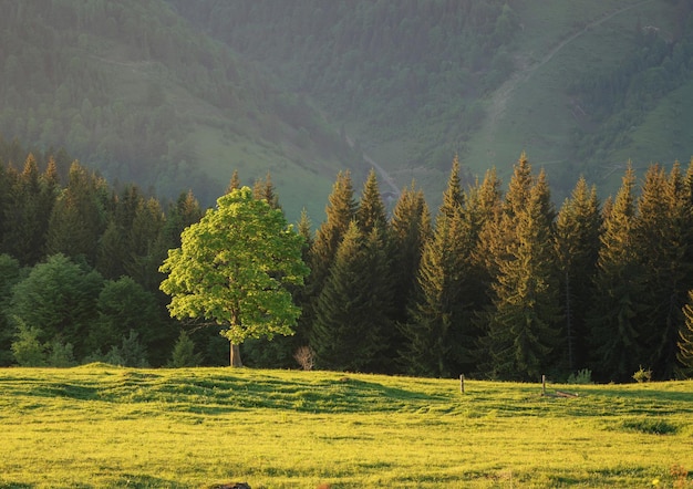 Zusammensetzung der Natur