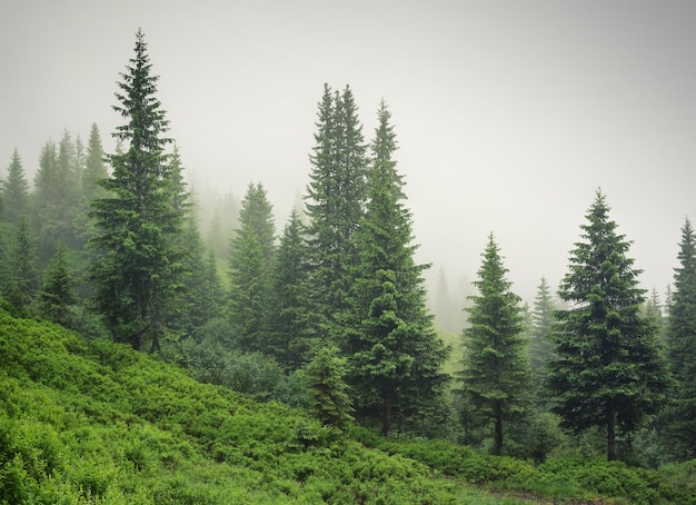 Zusammensetzung der Natur