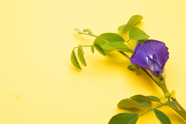 Zusammensetzung der Schmetterlingserbsenblume mit grünen Blättern