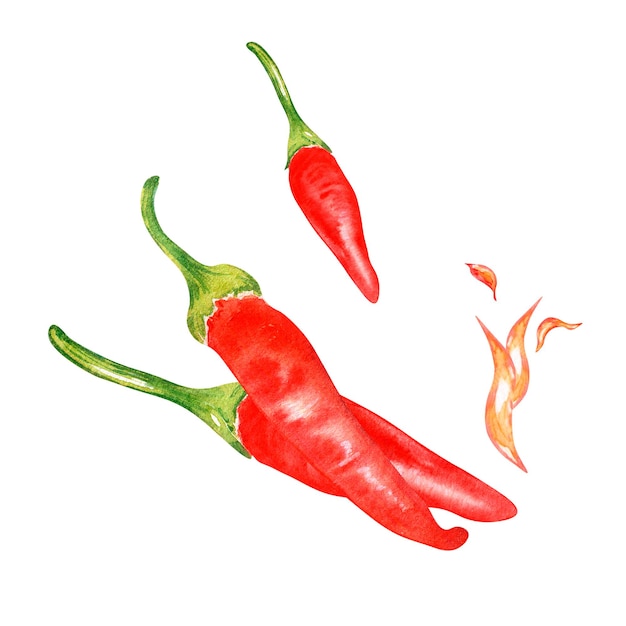 Zusammensetzung der tabasco-paprika- und feueraquarellillustration lokalisiert auf weiß