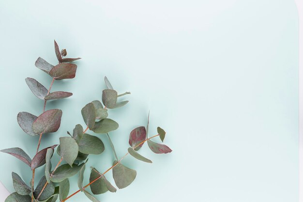 Zusammensetzung des Eukalyptus. Muster aus verschiedenen bunten Blumen auf weißem Hintergrund. Flaches Stillleben.