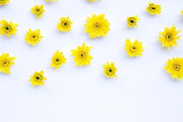 Zusammensetzung gelber Blüten Chrysanthemen auf weiß