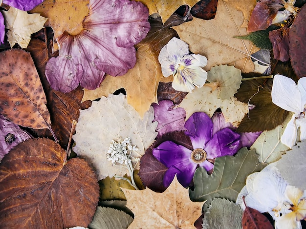 Zusammensetzung getrockneter Herbstblätter und -blumen. Natürlicher Hintergrund. Pflanzen für Herbarium.