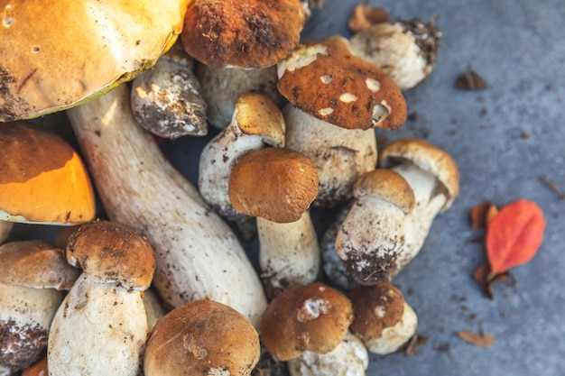 Zusammensetzung im Herbst Rohe essbare Pilze Penny Bun auf dunkelschwarzem Steinschieferhintergrund Steinpilze über grauem Tisch Kochen köstlicher Bio-Pilz-Gourmet-Essen Flache Ansicht von oben