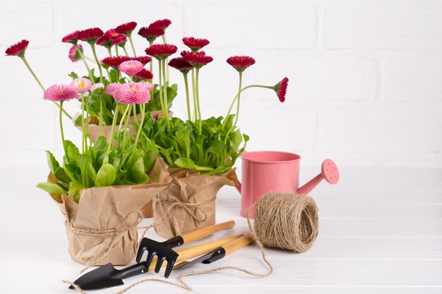 Zusammensetzung mit ersten Gänseblümchenblumen für Pflanz- und Gartengeräte