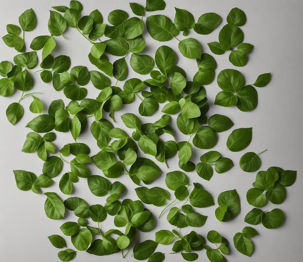 Foto zusammensetzung verschiedener salatblätter, isoliert auf weißem hintergrund