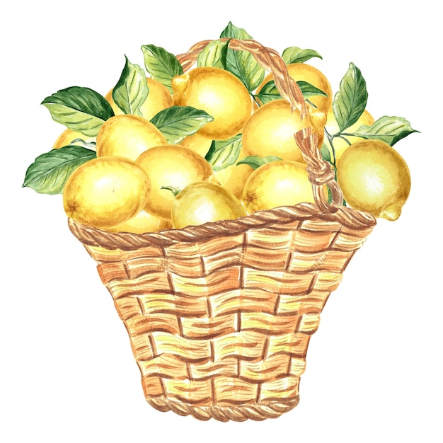 Zusammensetzung von Zitronen mit grünen Blättern in einem Handgezeichneten Aquarell-Illustration im Sommer