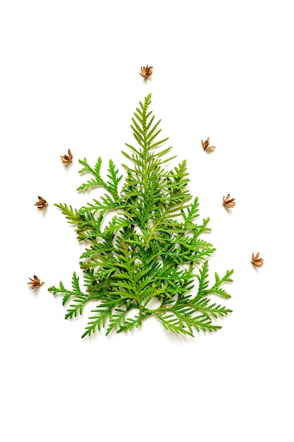 Zusammensetzung von Zweigen von Thuja und winzigen Zapfen in der Form eines Weihnachtsbaumes, lokalisiert auf einem weißen Hintergrund.