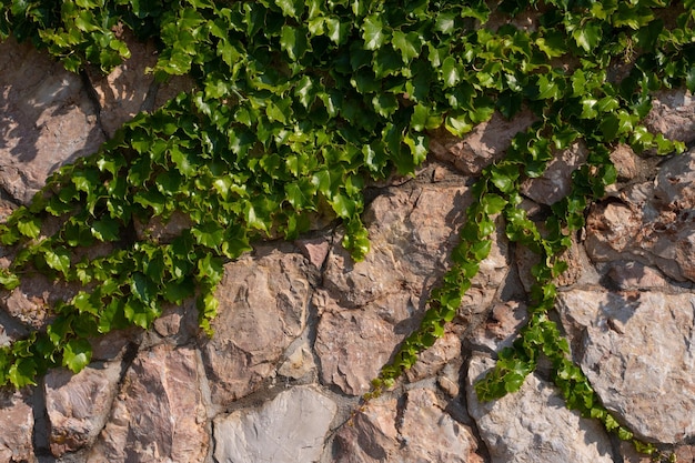 Zusammensetzung Ziegelwand mit grünem Efeustamm aus trockenem Holz bedeckt