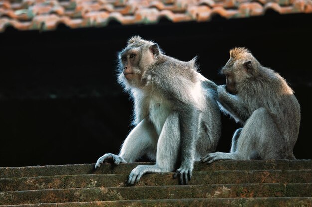 Zwei Affen im Forest Sanctuary Ubud Bali Indonesien