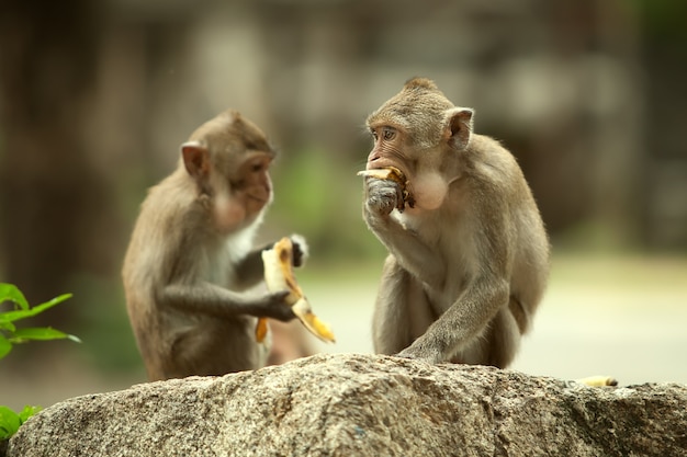 Zwei Affen sitzen auf einem Stein. isst Bananen