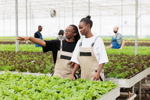 Zwei afroamerikanische Frauen, die in einem heißen Gewächshaus mit verschiedenen Pflanzen arbeiten, zeigen auf eine andere Reihe von grünem Bio-Salat. Verschiedene Menschen, die Salat und Gemüse in hydroponischer Umgebung anbauen.