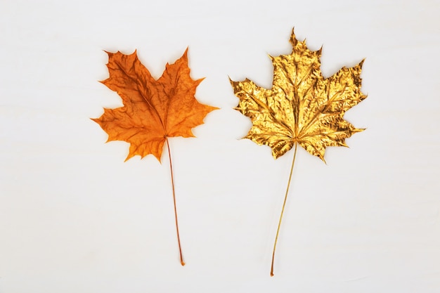 Zwei Ahornblätter, eines natürlich gelb oder orange, das andere goldfarben auf hellem Betonhintergrund. Herbstkonzept.