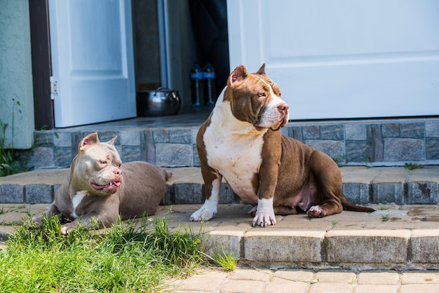 Zwei amerikanische Bully-Hunde liegen vor der Haustür