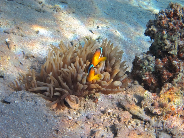 Foto zwei anemonenfische im versteck am meeresgrund im roten meer