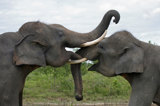 Zwei asiatische Elefanten, die miteinander spielen. Indonesien. Sumatra. Weg Kambas Nationalpark.