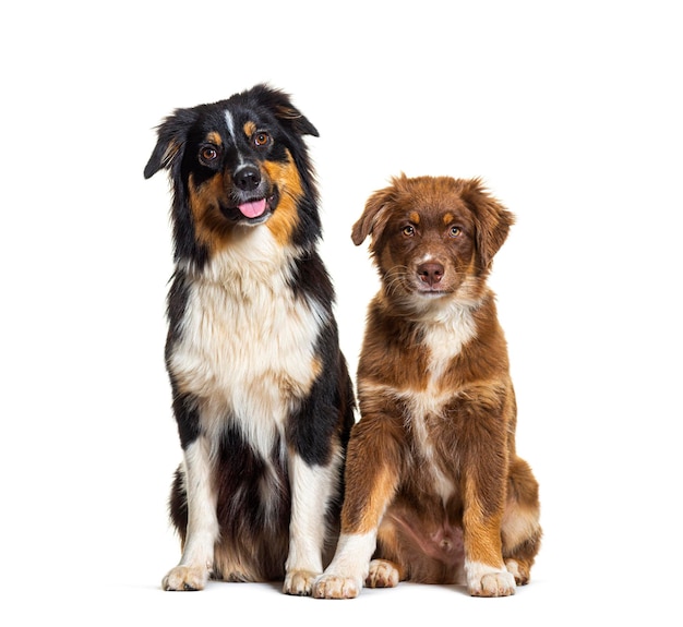 Zwei australische Hirtenhunde sitzen nebeneinander und schauen auf die Kamera, die auf Weiß isoliert ist
