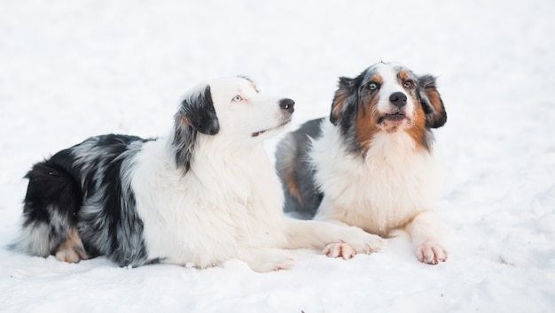 Zwei australische Schäferhund, der auf Schnee liegt und nach oben schaut