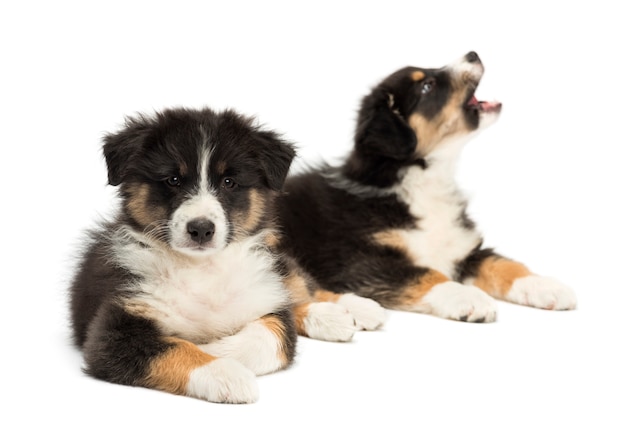 Zwei australische Schäferhundwelpen, die mit einem Bellen gegen weißen Hintergrund liegen