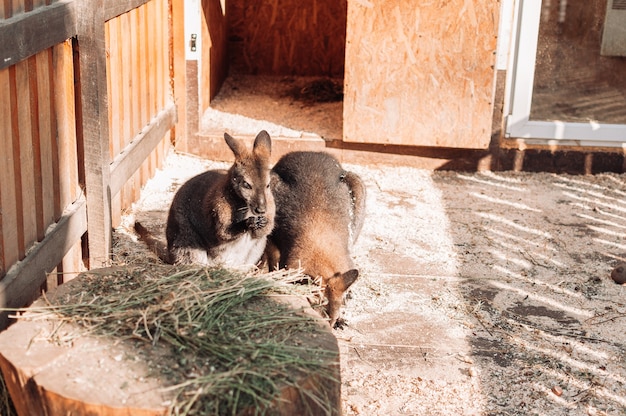 Zwei Babykängurus stehen in einer Koppel in der Nähe eines Heuhaufens. Im Familienzoo leben Säugetiere.