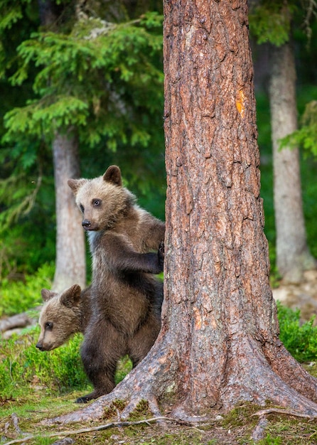 Zwei Bärenjungen im Wald