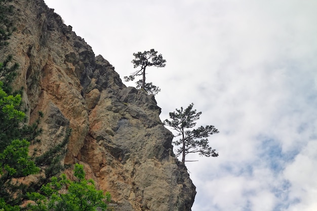Zwei Bäume wachsen am Rand eines Felsens