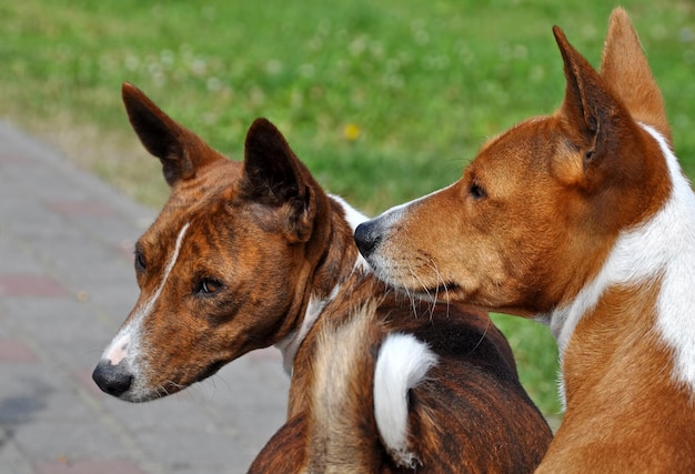 Zwei Basenji-Hunde auf der Straße im Hof