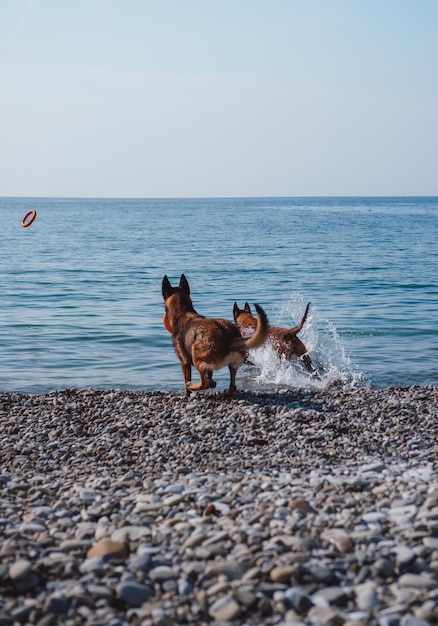 zwei belgische schäferhunde spielen am strand, zwei hunde am strand, hunde schwimmen und spielen im ses