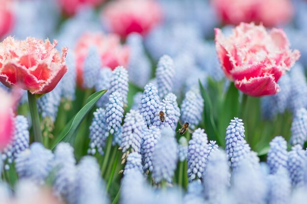 Zwei Bienen fliegen zwischen rosafarbenen und weißen Tulpen und blauen Traubenhyazinthen muscari armeniacum Nahaufnahme selektiver Fokus