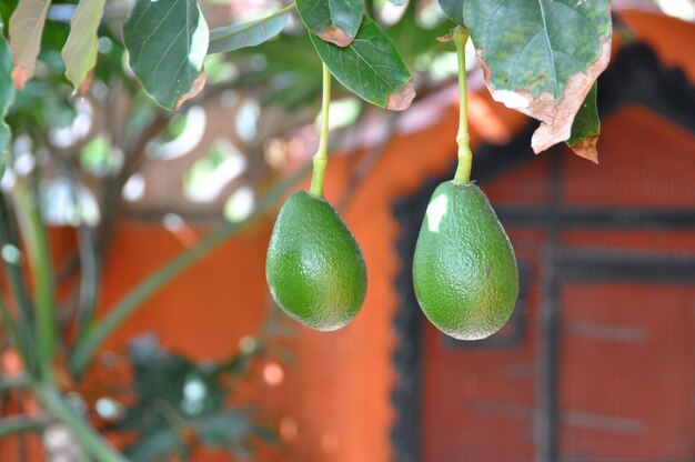 Foto zwei bio-avocados hängen von ihrem baum