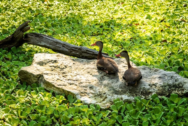 Zwei Blackbellied Whistling Ducks sitzen auf dem Stein in der Nähe des Teiches