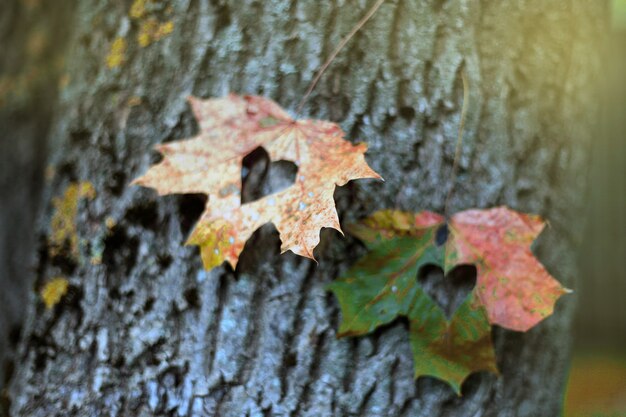 Zwei Blätter mit Herzen. Bunter und heller Hintergrund aus gefallenem Herbstlaub