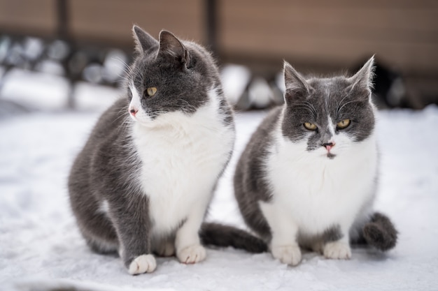 Zwei blaue Tabbykatzen im Schnee an einem kalten Wintertag