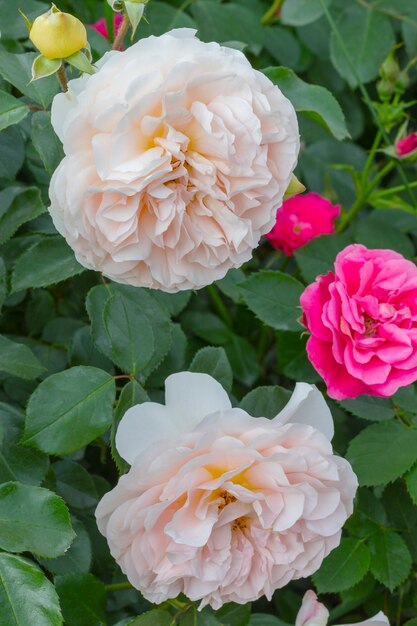 Zwei blühende Knospen heller Rosen.