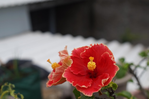 Zwei Blüten des Hibiscus rosasinensis, die morgens perfekt blühen