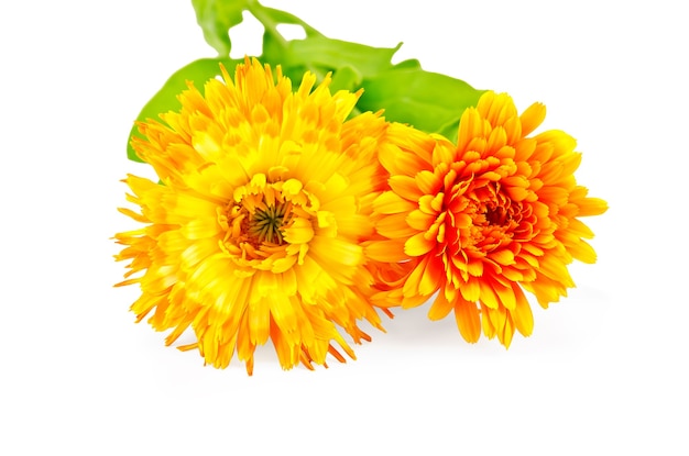 Zwei Blumen von Calendula Terry gelb und orange mit grünen Blättern lokalisiert auf weißem Hintergrund