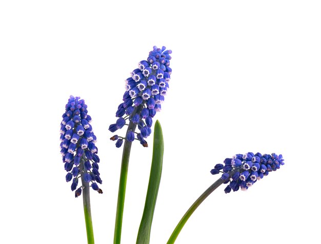 Zwei Blumen von Muscari lokalisiert auf weißem Raum. Traubenhyazinthe