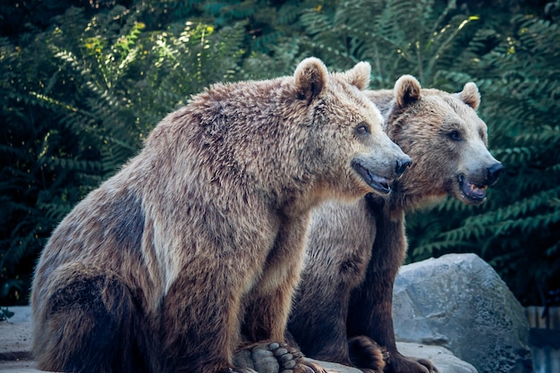 Foto zwei braunbären auf die natur