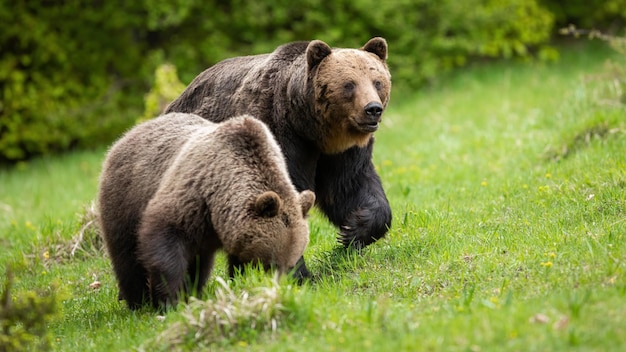 Zwei Braunbären bewegen sich in der Paarungszeit auf Grasland