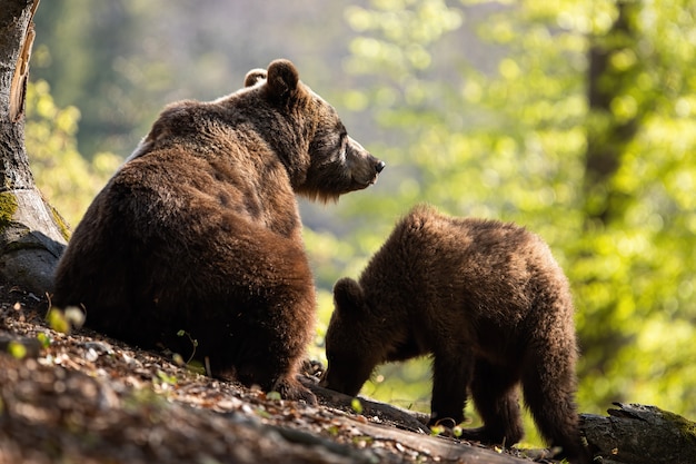 Zwei Braunbären, die im Wald grasen