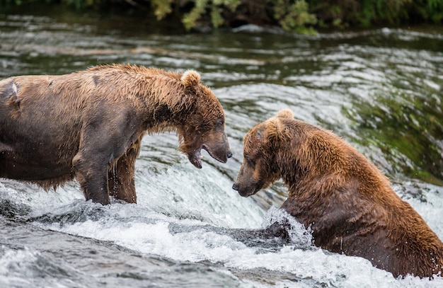 Zwei Braunbären spielen miteinander im Wasser im Katmai-Nationalpark, Alaska, USA